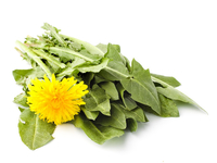 Съедобные сорняки: витамины под ногами