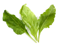 Шпинат: кулинарное применение