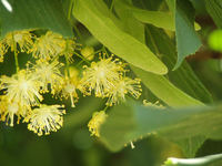 Заготавливаем цвет липы