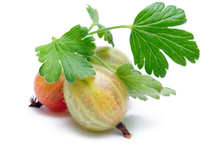 Крыжовник: готовим с винной ягодой