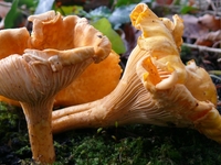 Летние грибы: где искать и что готовить