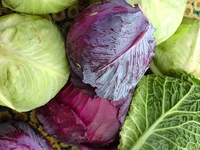 Капуста: основные виды и полезные свойства