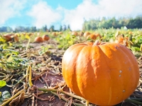 Тыква: правила выбора и вкусные рецепты