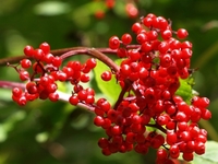 Делаем заготовки из осенних ягод