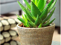 4 комнатных растения, которые лечат болезни