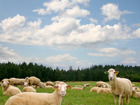 Исследователи сравнили мужчин и женщин со стадом баранов