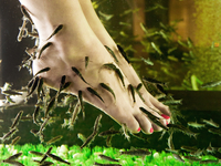 Массаж рыбками: триста нежных поцелуев