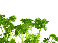 Весенняя зелень: Польза и кулинарные идеи