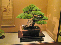 Дерево бонсай: Растение для восточного интерьера