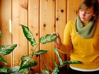 Учимся правильно пересаживать комнатные растения