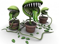 Ядовитые растения в твоей квартире: Каких стоит опасаться