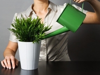 Жизнь комнатных цветов в твое отсутствие