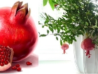 Выращиваем в квартире сладкий и спелый гранат