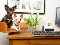 Обустраиваем уголок для домашних питомцев в квартире