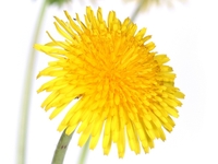 Готовим полезные блюда из одуванчиков