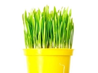 Мини-грин: Готовим полезные блюда из молодых ростков