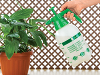 Почему сохнут кончики листьев комнатных растений?