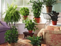 Что нужно домашним цветам в летнюю пору