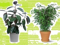 Фикус: Растение для создания теплой семейной обстановки