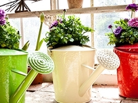 Когда комнатные растения нужно поливать теплой водой?