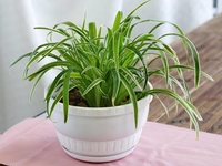 Какое комнатное растение очистит воздух на кухне?