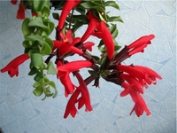 Колумнея: Как ухаживать за цветком