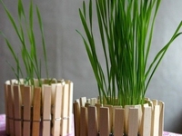 Цветочный горшок из консервной банки и прищепок