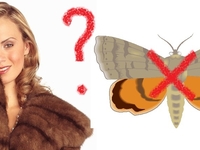 10 способов как уберечь вещи от прожорливой моли