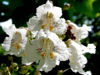 Идеальный сад: Какие экзотические растения можно вырастить  в наших широтах