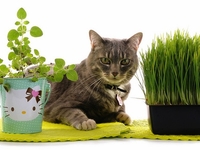 Комнатные цветы, которыми могут отравиться кошки