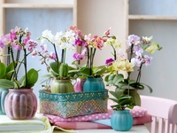 Как нужно поливать орхидею: лайфхаки и полезные советы