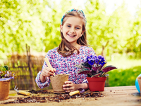 Что нужно фиалке: освещение, полив, температура, размер горшка