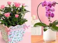 Смотри, как распускаются бутоны розы и орхидеи (ВИДЕО)