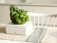 Создан вазон, который сам выращивает цветок (ВИДЕО)