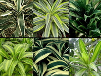 Как ухаживать за драценой: Досье комнатного растения