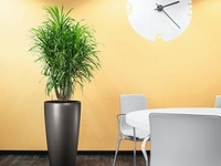 Если драцена заболела...