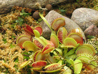 Комнатное растение-убийца Венерина мухоловка (ВИДЕО)