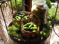 Квашеные огурцы: Рецепт приготовления