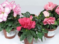 Растение красивых женщин, цветок азалия