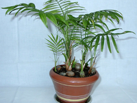 Как пересадить пальму (ВИДЕО)