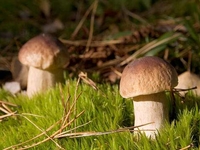 Как научиться различать лесные грибы