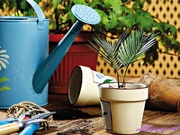 Устройство, которое сообщит, когда полить цветок (ВИДЕО)