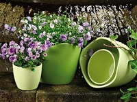 Что делать, если комнатное растение не цветет