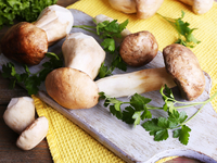 Как заморозить грибы на зиму: 4 важных правила