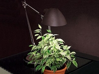 Какое освещение необходимо растениям в холодное время года