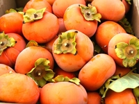 Хурма: Польза и правила выбора