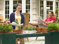 Как пересаживать комнатные цветы осенью