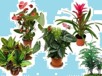 Почему ворованные растения лучше приживаются?