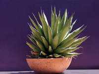 5 растений для светлых помещений с низкой влажностью