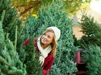 Как выбрать ель, которая простоит до окончания праздников